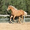 Amazing palomino warmblood running