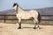 Amazing palomino welsh cob stallion with black hair