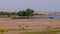 Amazing panoramic wide shot, several wild animal groups in natural habitat at Sri Lanka national park savannah landscape