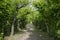 Amazing path framed by deciduous trees, ornamental garden, magic places