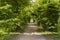 Amazing path framed by deciduous trees, ornamental garden, magic places