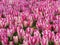 Amazing peach blossom white pink tulips field shot. Violet pink and white colors tulips.