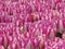 Amazing peach blossom white pink tulips field shot. Violet pink and white colors tulips.