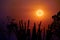 amazing phenomenon total sun eclipse over silhouette cactus and desert tree sunset sky