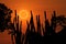 amazing phenomenon total sun eclipse over silhouette cactus and desert tree sunset sky