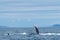 amazing photo of humpback whale flipper coming out of the water