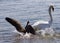 Amazing photo of the small Canada goose attacking the swan