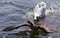 Amazing picture with an angry swan attacking a Canada goose