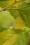 Amazing picture of common emigrant  catopsilia pomona  butterfly sitting on leaf