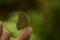 Amazing picture of dark branded bushbrown mycalesis mineus butterfly sitting on human finger