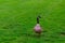 Amazing picture of Greylag geese n wilderness.