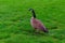 Amazing picture of Greylag geese n wilderness.