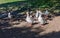 Amazing picture of group of Geese on the side of a lake in wilderness. The image perfectly represents: Goose floating, goose on