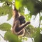 Amazing picture of a orangutan in the tree
