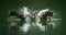 Amazing picture of an osprey or sea hawk hunting a fish from the water