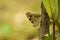 Amazing picture  of  painted lady vanessa cardui butterfly .