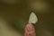 Amazing picture  of   pale hedge blue udara dilecta  butterfly sitting on human finger tip. .