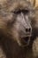 Amazing picutre of a gray baboon