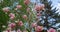 Amazing pink flowers blossoming against blue sky. Delightful floral background.