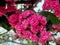 Amazing pink inflorescence of small double flowers of ornamental hawthorn