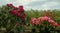 Amazing pink and red Rhododendron bushes -  potted  plants in  large pots in plant nursery