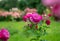 Amazing pink rose - portrait of plant - amazing summer in botanical garden of Moscow University
