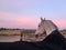 Amazing pink sky Sunrise with horse wearing a black blanket