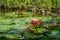 Amazing pink water lily or lotus flower in old pond. Nymphaea blooms among huge leaves under tall sedge plants on stone shore