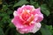 Amazing pink and white variegated rose.