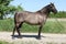 Amazing pony standing on the road