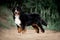 Amazing portrait beautiful Bernese mountain dog stay in the park