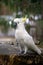 Amazing portrait of cockatoo