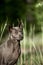 Amazing portrait cute grey Thai Ridgeback dog stay on the forest