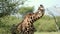 Amazing portrait of giraffe eating with little birds landing on his neck. Exotic african wildlife in its habitat