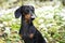 Amazing portrait of young dog Dachshund breeds, black and tan, in grass and flowers walking in the spring forest