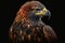 Amazing Powerful Aggressive Eagle Bird Face.