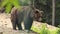 Amazing Powerful Brown Bear living walking in Wood, Wild Nature. Amazing Fur Color. Life in Forest, Home of Dangerous