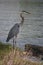 Amazing Profile of a Great Blue Heron in Louisiana