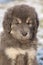 Amazing puppy of Tibetan mastiff looking at you