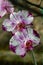Amazing purple and white orchids.