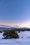 Amazing purple winter sunset with juniper and a crescent moon in the sky. Russia, Stary Krym.