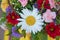 Amazing Purpule Dyeing common daisy Bellis perennis Artificially colored cut flowers  . A beautiful bouquet of red, purple,