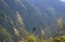 Amazing Puya Weberbaueri Flowers at Colca Canyon,  Peruvian Altiplano, Arequipa Region, Peru