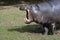 Amazing Pygmy Hippo with His Mouth Open in a Yawn