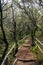 The amazing rain-forest in La Gomera,