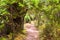 The amazing rain-forest in La Gomera