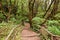 The amazing rain-forest in La Gomera