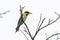 Amazing Rainbow bee eater Merops ornatus perched on a branch