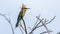 Amazing Rainbow bee eater Merops ornatus perched on a branch