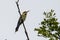 Amazing Rainbow bee eater Merops ornatus perched on a branch